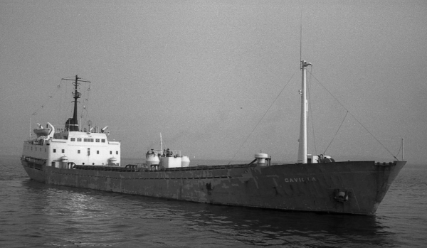 Gaviota por T. Diedrich Gaviota por T. Diedrich